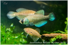 Austrol belloti