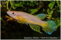 Ep huberi