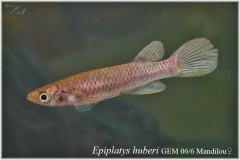 Ep huberi