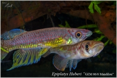 Ep huberi