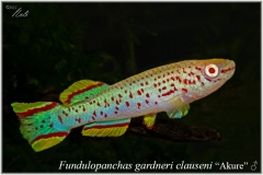 Fd clauseni