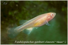 Fd clauseni