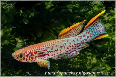 Fd nigerianus