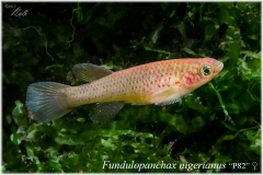 Fd nigerianus