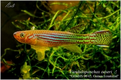 Fundulopanchax oeseri