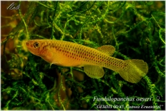 Fundulopanchax oeseri