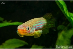 Fundulopanchax oeseri