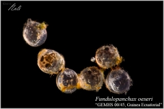 Fundulopanchax oeseri