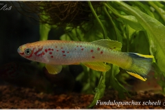 Fd striatum
