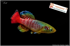 Nothobranchius guentheri Zanzibar