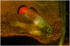 Nothobranchius guentheri Zanzibar