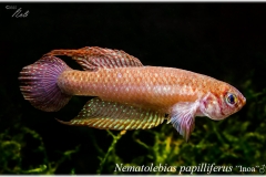 Nem papilliferus