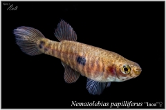 Nem papilliferus