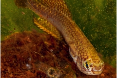 Nem papilliferus