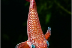 Nothobranchius flammicomantis