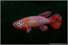 Nothobranchius flammicomantis