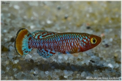 Nothobranchius rachovii