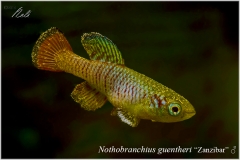Nothobranchius guentheri Zanzibar