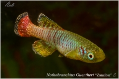Nothobranchius guentheri Zanzibar