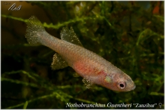 Nothobranchius guentheri Zanzibar