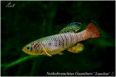 Nothobranchius guentheri Zanzibar
