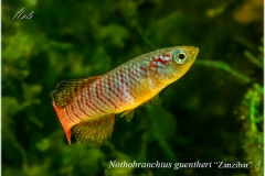 Nothobranchius guentheri Zanzibar