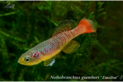 Nothobranchius guentheri Zanzibar
