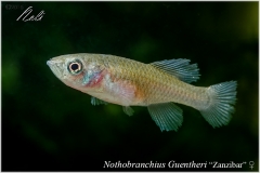 Nothobranchius guentheri Zanzibar
