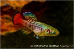 Nothobranchius guentheri Zanzibar