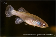 Nothobranchius guentheri Zanzibar