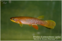 Riv agilae
