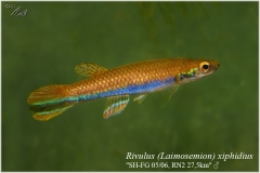 Riv xiphidius