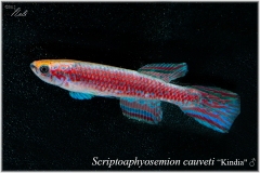Scr cauveti