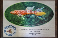 American Killifish Association