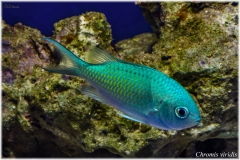 Chromis viridis