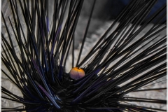 Diadema setosum