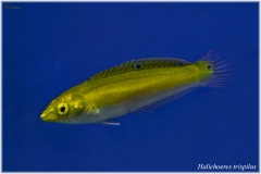 Halichoeres trispilus