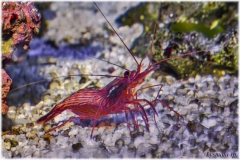 Lysmata sp.