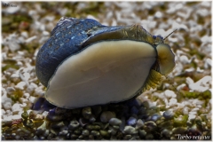 Turbo setosus
