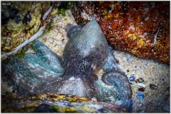 pulpo-18-11-01