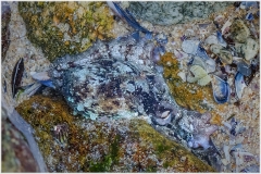 pulpo-18-11-02