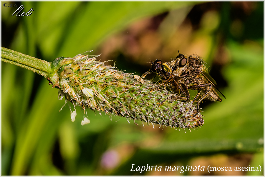 Laphria marginata
