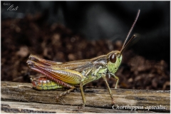 Chorthippus-apicalis