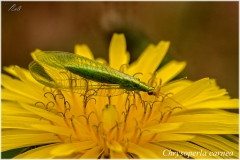 Chrysoperla carnea