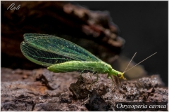 Chrysoperla carnea