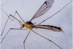 Nephrotoma flavipalpis