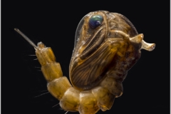 Pupa