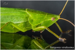 Saltamontes