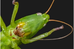 Saltamontes