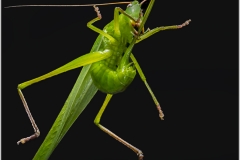 Saltamontes